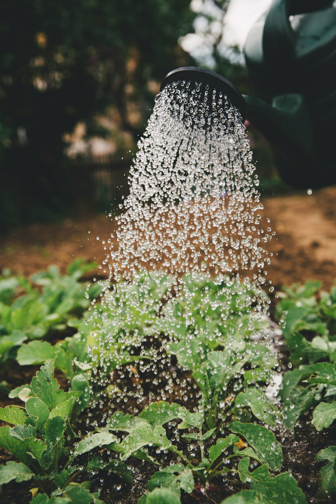 Seasonal Planting Guide
